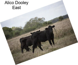 Alico Dooley East