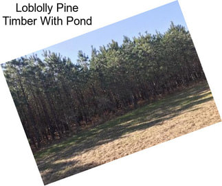 Loblolly Pine Timber With Pond