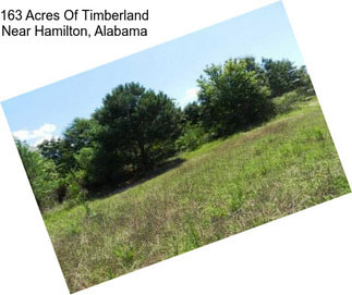 163 Acres Of Timberland Near Hamilton, Alabama