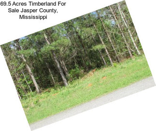 69.5 Acres Timberland For Sale Jasper County, Mississippi