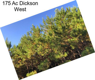 175 Ac Dickson West