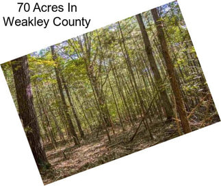 70 Acres In Weakley County