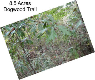 8.5 Acres Dogwood Trail