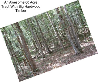 An Awesome 60 Acre Tract With Big Hardwood Timber