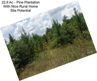 22.8 Ac - Pine Plantation With Nice Rural Home Site Potential