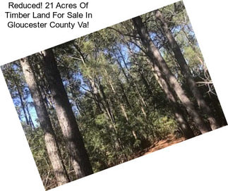 Reduced! 21 Acres Of Timber Land For Sale In Gloucester County Va!