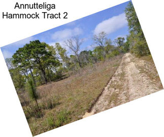 Annutteliga Hammock Tract 2