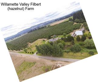 Willamette Valley Filbert (hazelnut) Farm