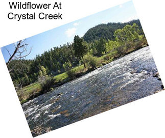 Wildflower At Crystal Creek