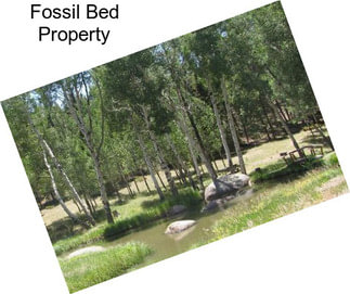 Fossil Bed Property