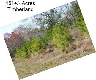 151+/- Acres Timberland