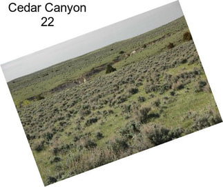 Cedar Canyon 22