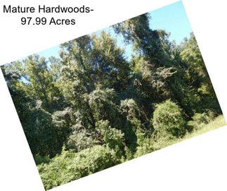 Mature Hardwoods- 97.99 Acres