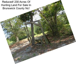 Reduced! 230 Acres Of Hunting Land For Sale In Brunswick County Nc!