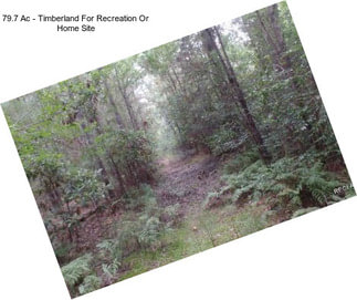 79.7 Ac - Timberland For Recreation Or Home Site