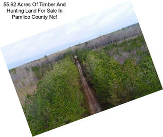 55.92 Acres Of Timber And Hunting Land For Sale In Pamlico County Nc!