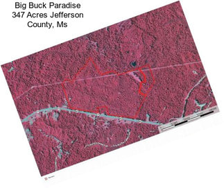 Big Buck Paradise 347 Acres Jefferson County, Ms