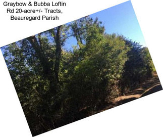 Graybow & Bubba Loftin Rd 20-acre+/- Tracts, Beauregard Parish