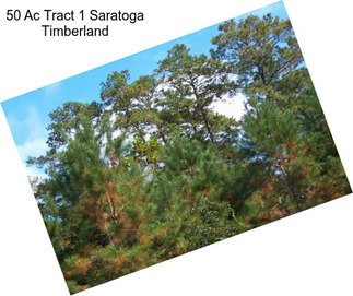 50 Ac Tract 1 Saratoga Timberland