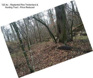 120 Ac - Replanted Pine Timberland & Hunting Tract - Price Reduced