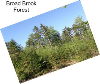 Broad Brook Forest