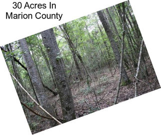 30 Acres In Marion County