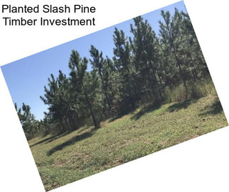 Planted Slash Pine Timber Investment