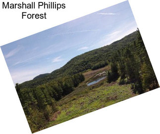 Marshall Phillips Forest