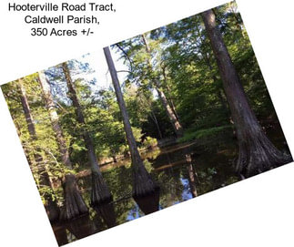 Hooterville Road Tract, Caldwell Parish, 350 Acres +/-