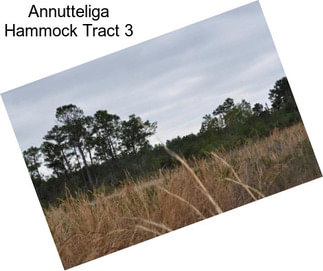 Annutteliga Hammock Tract 3