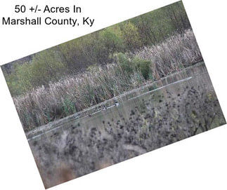 50 +/- Acres In Marshall County, Ky