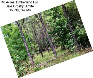 40 Acres Timberland For Sale Crosby, Amite County, Sw Ms