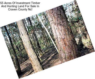55 Acres Of Investment Timber And Hunting Land For Sale In Craven County Nc!