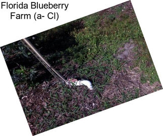 Florida Blueberry Farm (a- Cl)