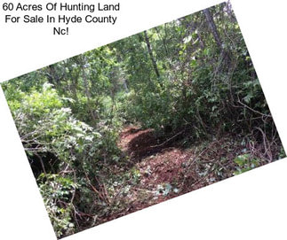 60 Acres Of Hunting Land For Sale In Hyde County Nc!