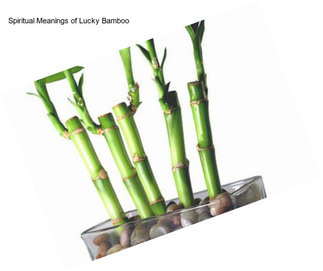 Spiritual Meanings of Lucky Bamboo