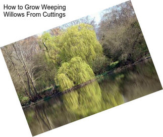 How to Grow Weeping Willows From Cuttings