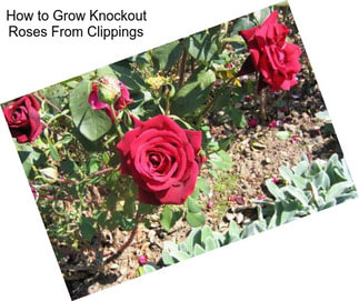How to Grow Knockout Roses From Clippings