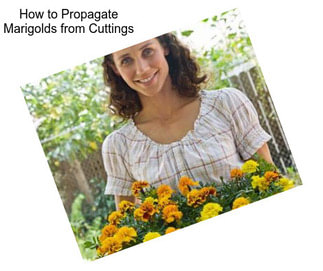 How to Propagate Marigolds from Cuttings