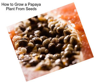 How to Grow a Papaya Plant From Seeds