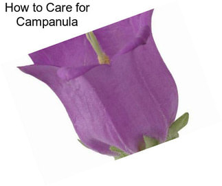 How to Care for Campanula