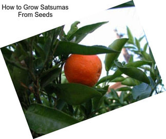 How to Grow Satsumas From Seeds