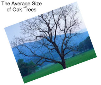 The Average Size of Oak Trees