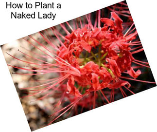How to Plant a Naked Lady