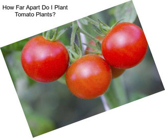 How Far Apart Do I Plant Tomato Plants?