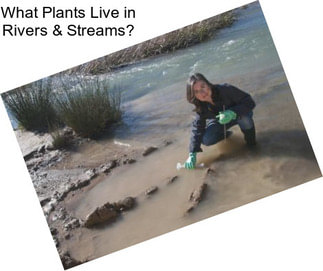 What Plants Live in Rivers & Streams?