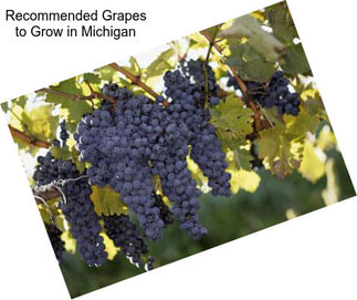 Recommended Grapes to Grow in Michigan