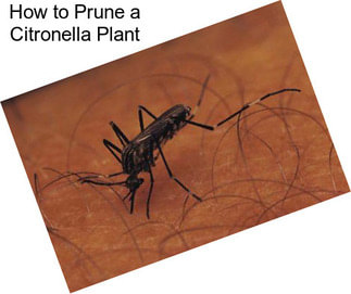 How to Prune a Citronella Plant