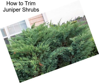 How to Trim Juniper Shrubs