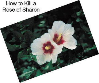 How to Kill a Rose of Sharon